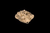 藏品(結螺)的圖片